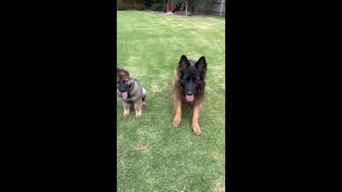 Dog training funny dog