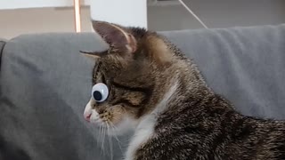 Cute Googly Eyed Kitty