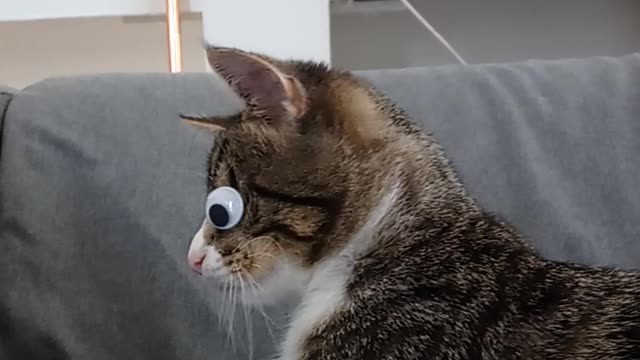 Cute Googly Eyed Kitty