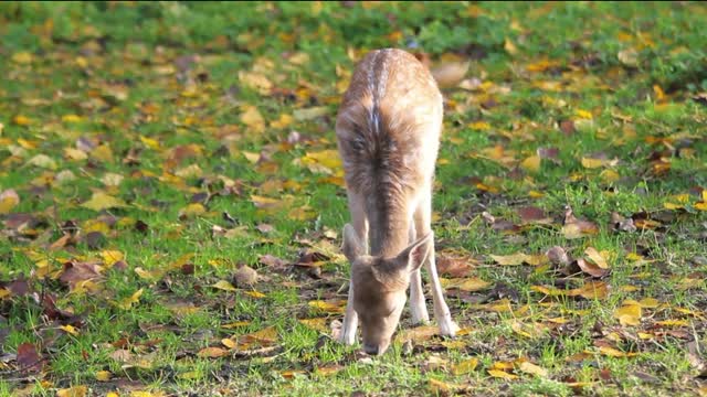 Sika deer