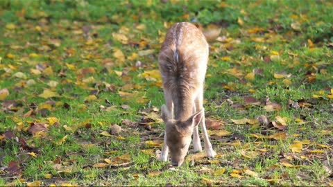 Sika deer