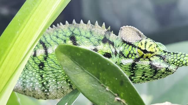 Furcifer Antimena- Flourishing in captivity