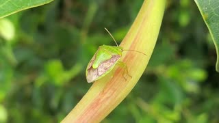 The green stink bug walking on the flower.