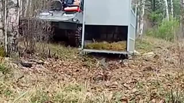 Siberian Tiger Released - By Canale 25 News