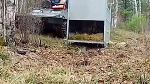 Siberian Tiger Released - By Canale 25 News