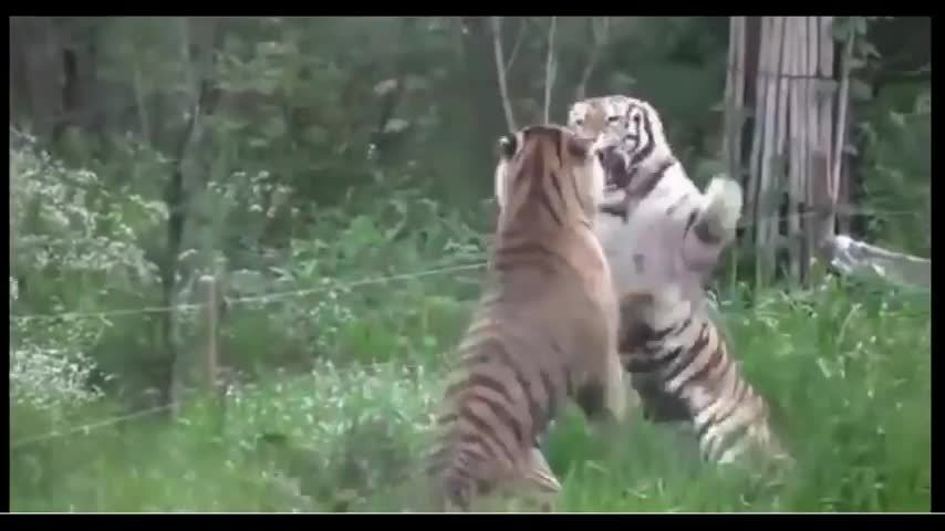 LION VS TIGER REAL FIGHT