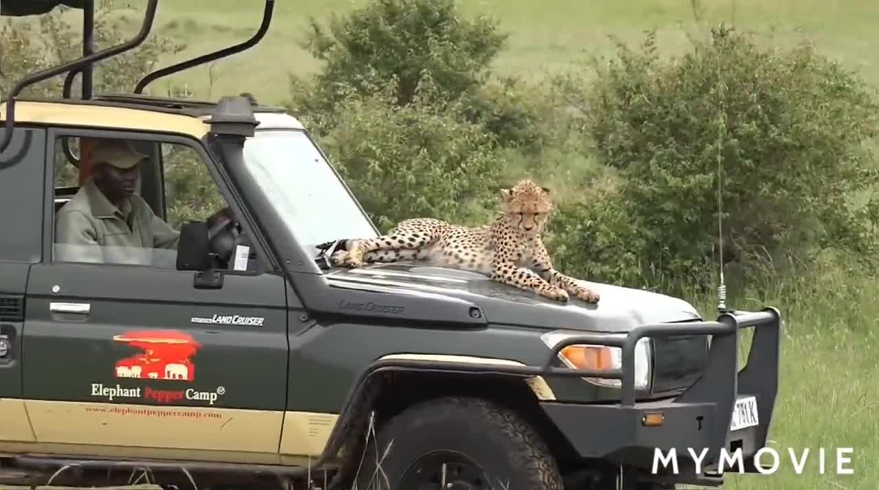 Chitta vs MAN, Leopard vs. Lion African StandoffAnimal Attacks