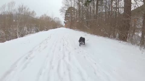 Tibet Terrier Dog Snow Cute Cold Funny Winter