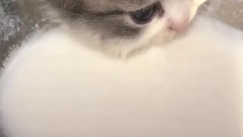 A kitten who drinks goat's milk