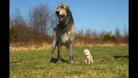 Starter Pack| Irish Wolfhound Vs Great Dane