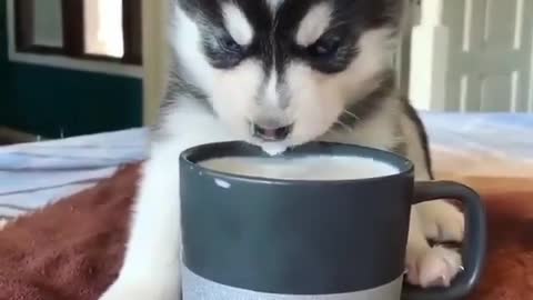 Cute Puppy Husky Drinking Milk From A Cup | CreativeAnimals