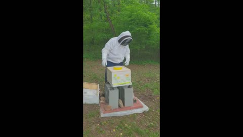 The Frank Bee Hive, 7 day check of Queen Francesca's bees