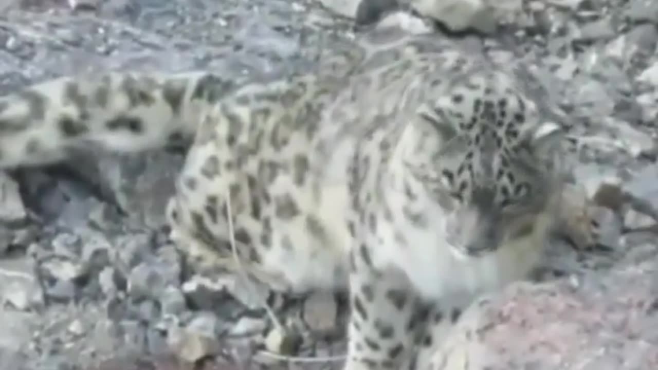 Wildlife in closer view with a natural perspective.