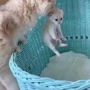 BABY KITTEN,CUTE CAT,WHITE,VIRAL