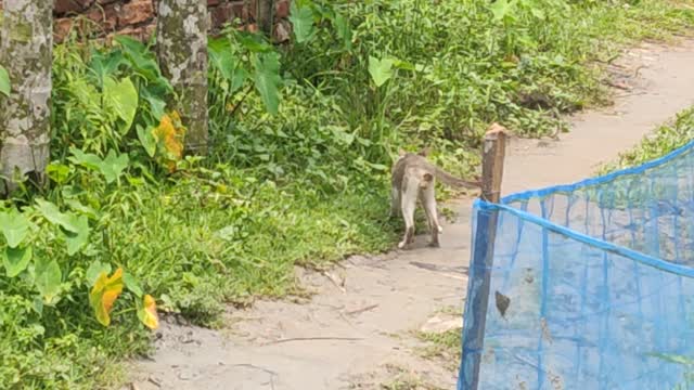 Pesky Bird Pecks at Crossing Kitty