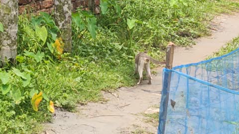 Pesky Bird Pecks at Crossing Kitty