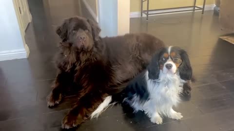 Big doggy and little pup nap & play together