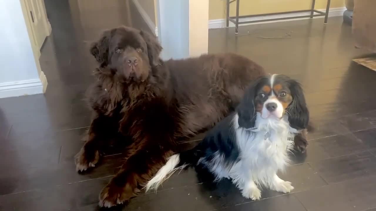 Big doggy and little pup nap & play together
