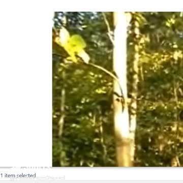 Predator case and blackberry photos on cameras sdcard corrupting same way prove not cloaked creature