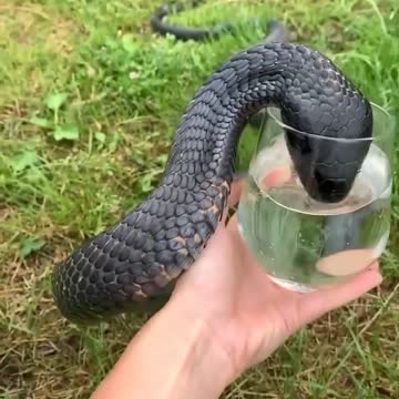Thirsty black mamba drinks water in glass