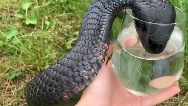 Thirsty black mamba drinks water in glass