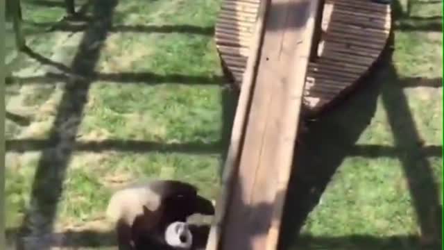 Funny Pandas