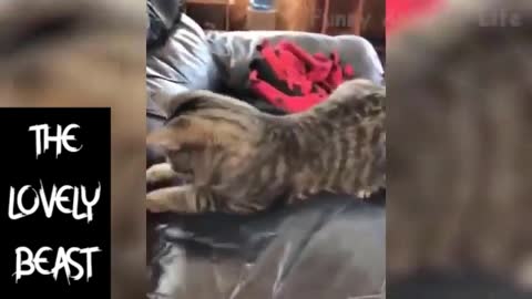 Kitty Having Fun 🤣😂