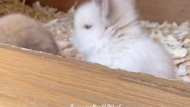 Cute And Funny Rabbits pt2 - Adorable!