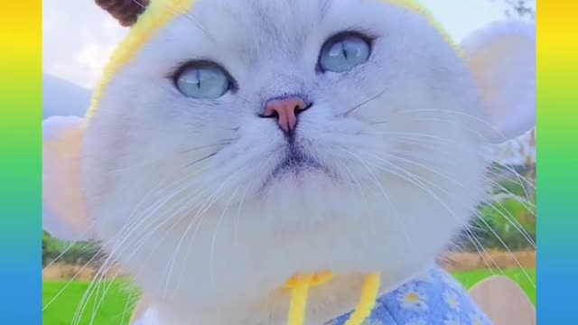 Funny and Cute Cat Video Compilation_#shortrumble