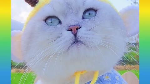 Funny and Cute Cat Video Compilation_#shortrumble