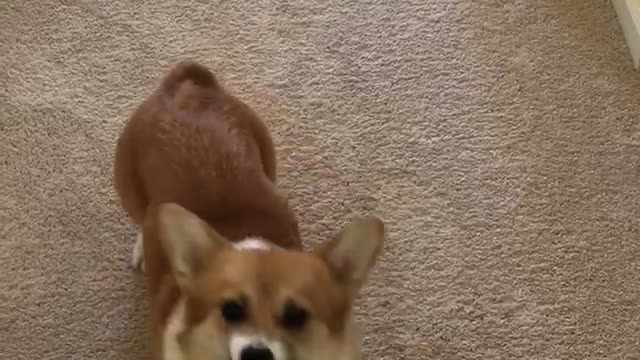 Corgi vs Vacuum hose