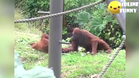 You go to enjoy funniest fails in the zoo 😂 - laugh compilation