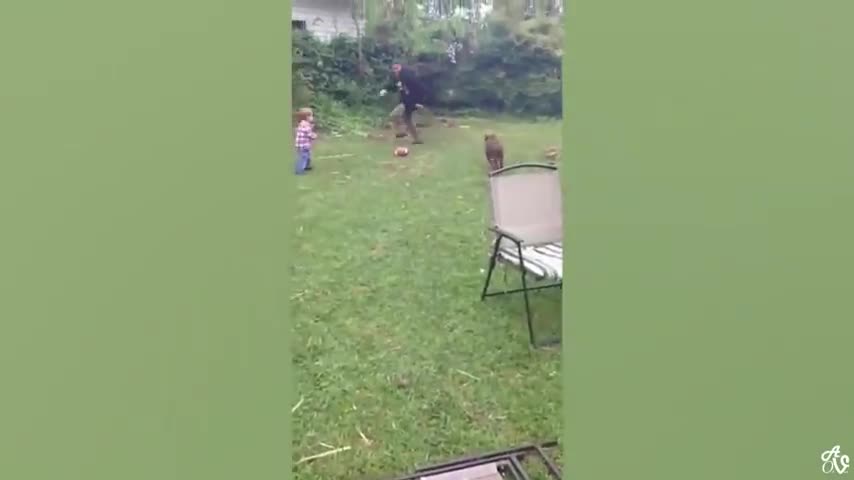 Chicken chases little boy!!