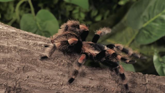 Dark and orange tarantula strolling,