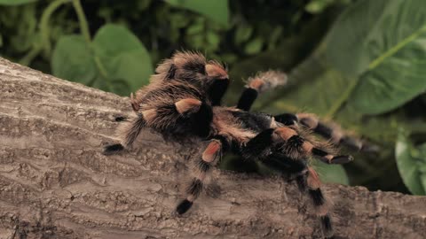 Dark and orange tarantula strolling,