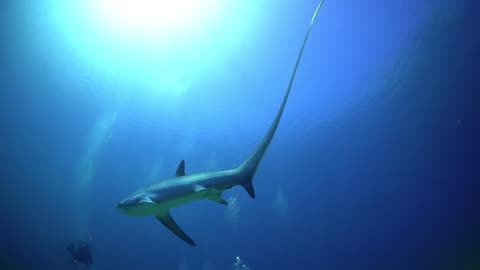 thresher sharks