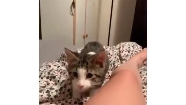 My friend : Why do you have scratches all over you? Also me 😂😂#funny Videos