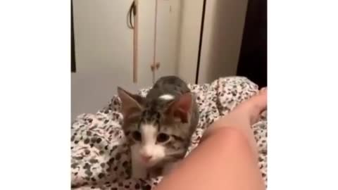 My friend : Why do you have scratches all over you? Also me 😂😂#funny Videos