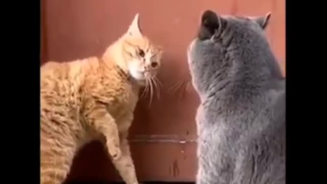 two cats fighting