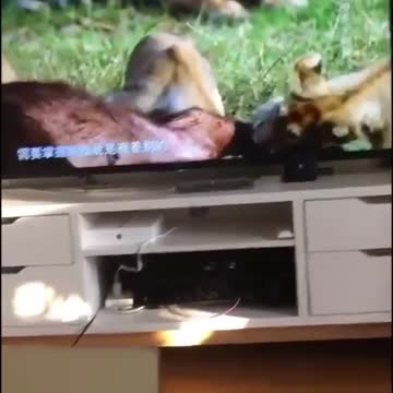 Cute girl choti HD video