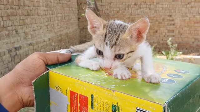 Lovely kitten funny video