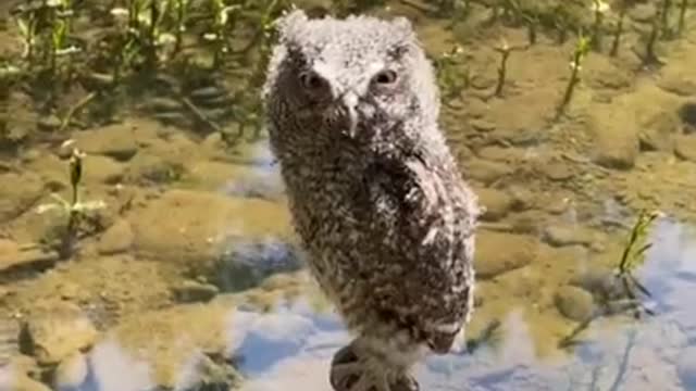 People find and rescue a, baby owl thas was standed