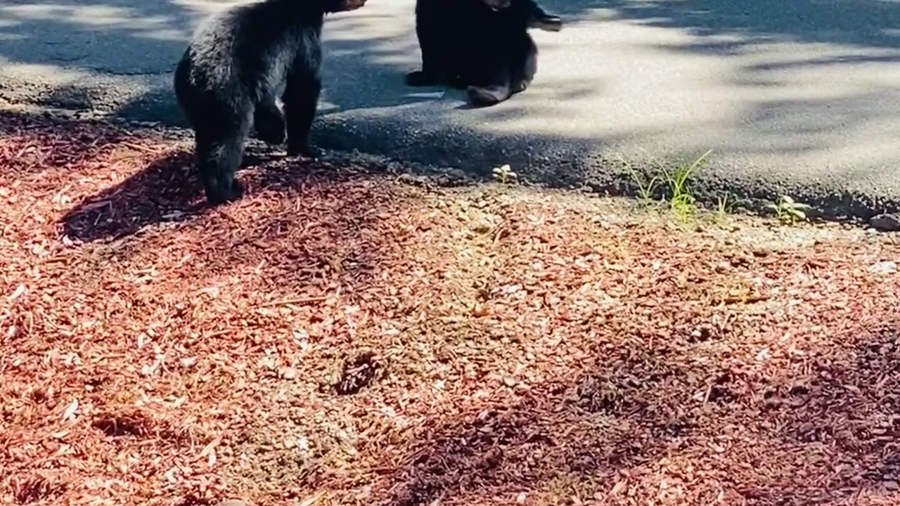 Bear Cub Siblings Play Together