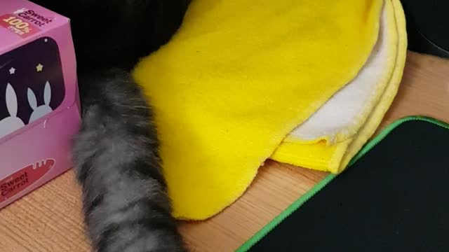 Playing with the cat's tail.