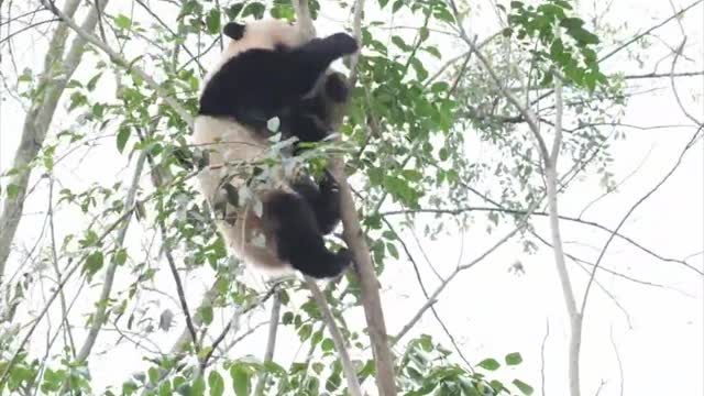 Cute baby panda daily life funny