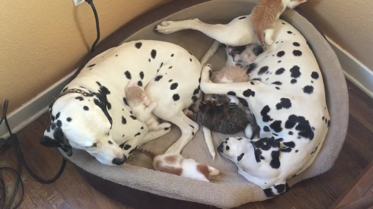 Dalmatian couple adopts 5 foster kittens