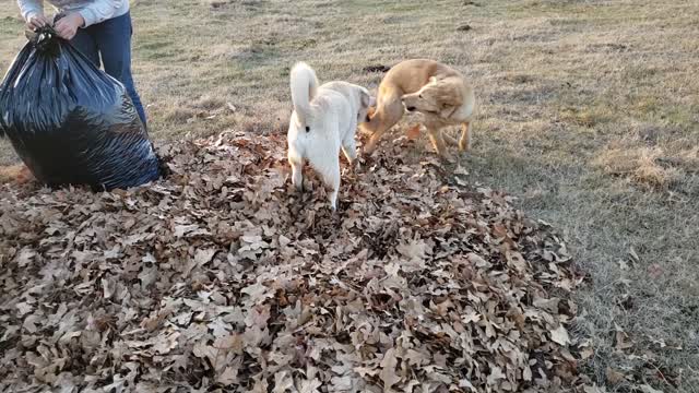 Dogs playing in a leaf pile