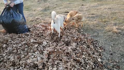 Dogs playing in a leaf pile