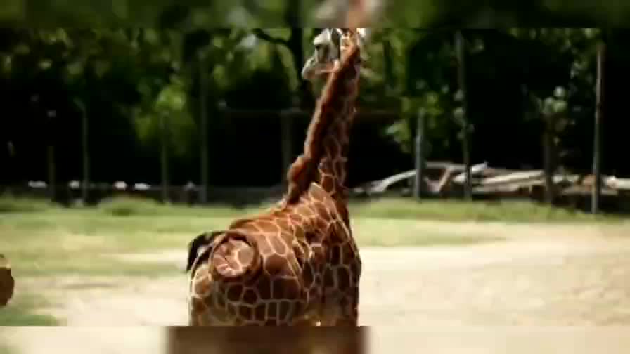 Nature 7 little leopard and giraffe
