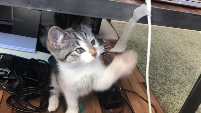 The kitten is trying 😍 to sabotage the charger